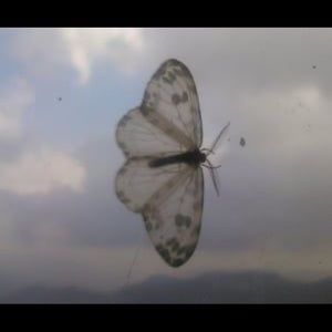 Meet your Posher, Laylah